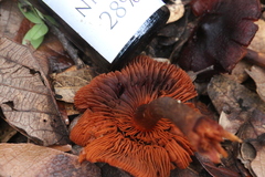 Cortinarius sanguineus