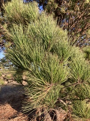 Pinus radiata