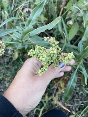 Rumex triangulivalvis