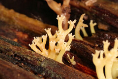 Artomyces