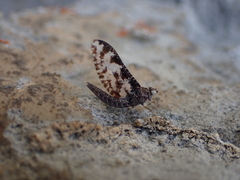 Callibaetis