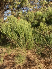 Pinus radiata