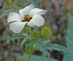 Hibiscus trionum