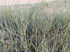 Ephedra