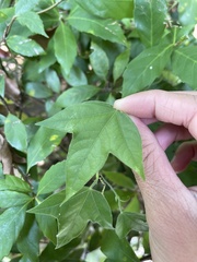 Passiflora suberosa