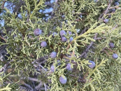 Juniperus osteosperma