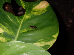 Rainieria