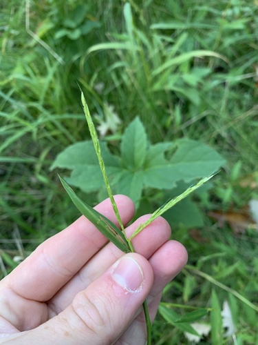 Microstegium vimineum iNat (3)