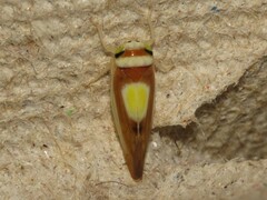 Colladonus clitellarius