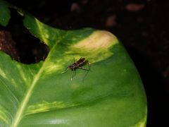 Rainieria