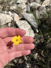Thelesperma simplicifolium
