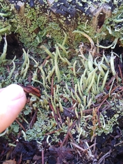 Cladonia macilenta