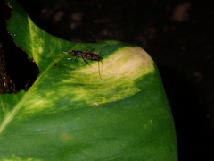 Rainieria