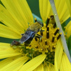 Pterallastes thoracicus