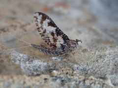 Callibaetis