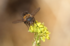 Protodejeania echinata