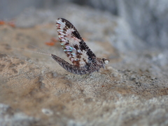 Callibaetis