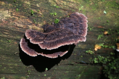 Schizophyllineae