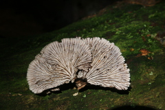 Schizophyllineae
