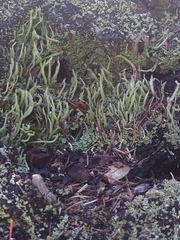 Cladonia macilenta