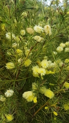 Acacia