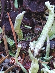 Cladonia macilenta