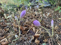 Colchicum autumnale