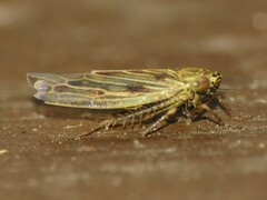 Graminella nigrifrons