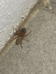 Dysdera