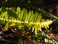 Polystichum imbricans
