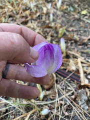 Colchicum autumnale