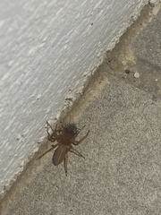 Dysdera