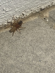 Dysdera