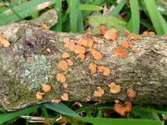 Favolaschia claudopus