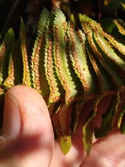 Polystichum imbricans