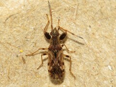 Neopamera albocincta