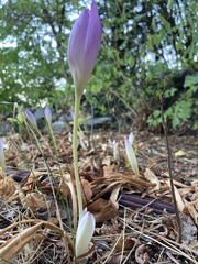 Colchicum autumnale