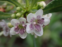 Myoporum acuminatum