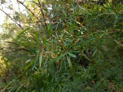 Melaleuca bracteata