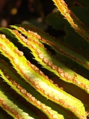 Polystichum imbricans
