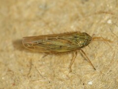 Graminella nigrifrons