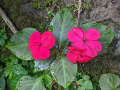 Impatiens walleriana