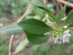 Myoporum acuminatum