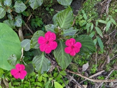Impatiens walleriana