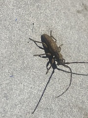 Stenidea annulicornis