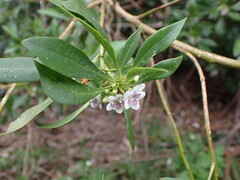 Myoporum acuminatum