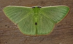 Nemoria remota