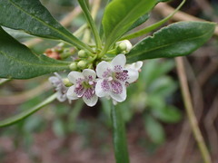 Myoporum acuminatum