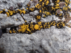 Candelariella