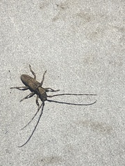 Stenidea annulicornis